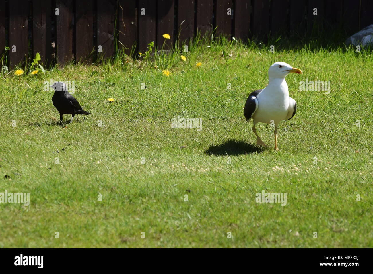 highland cow with calf,loch tay Scotland,seagull eating a link sausage in my back garden,falkirk