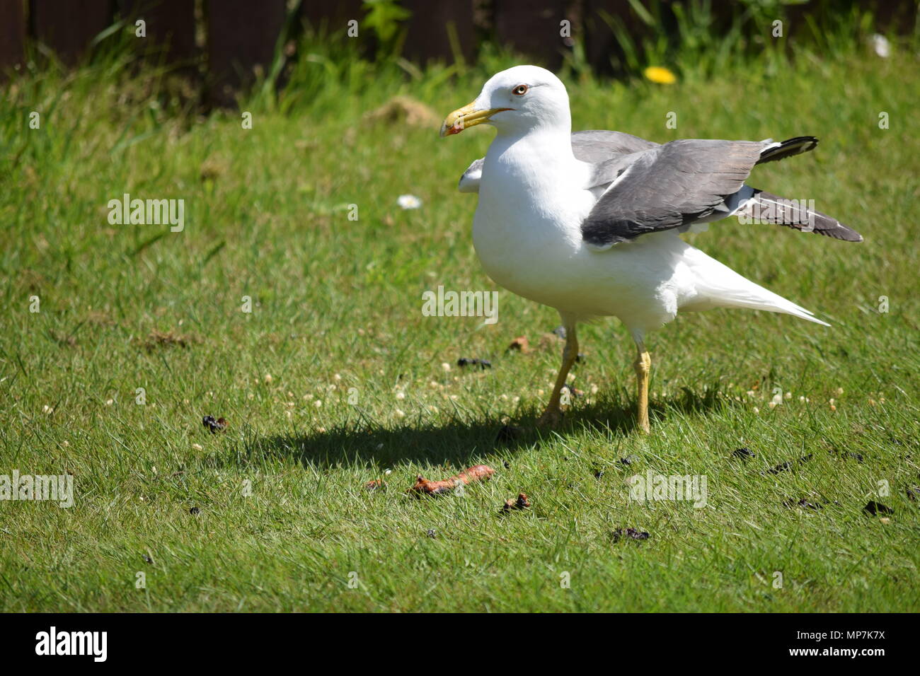 highland cow with calf,loch tay Scotland,seagull eating a link sausage in my back garden,falkirk