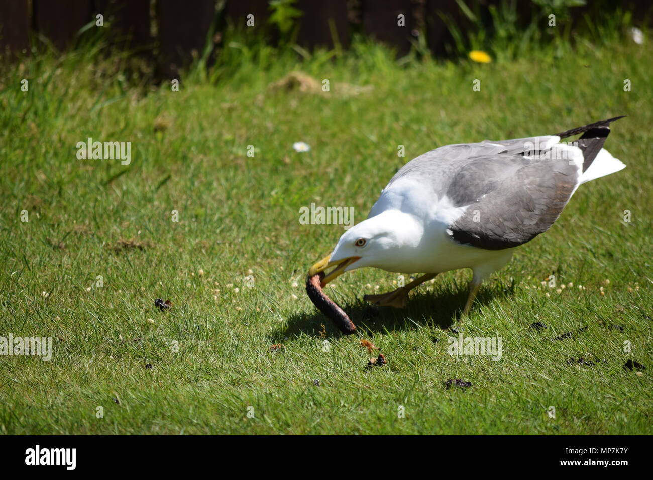highland cow with calf,loch tay Scotland,seagull eating a link sausage in my back garden,falkirk
