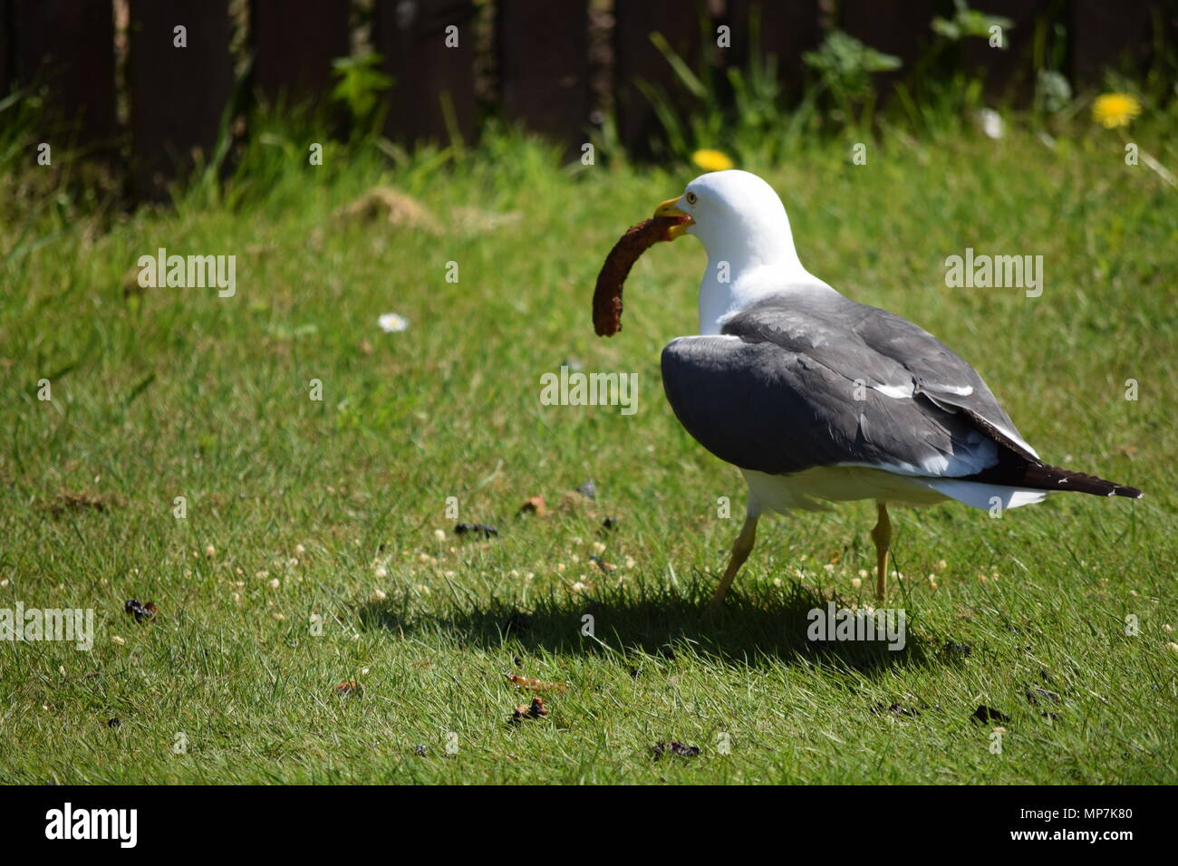 highland cow with calf,loch tay Scotland,seagull eating a link sausage in my back garden,falkirk