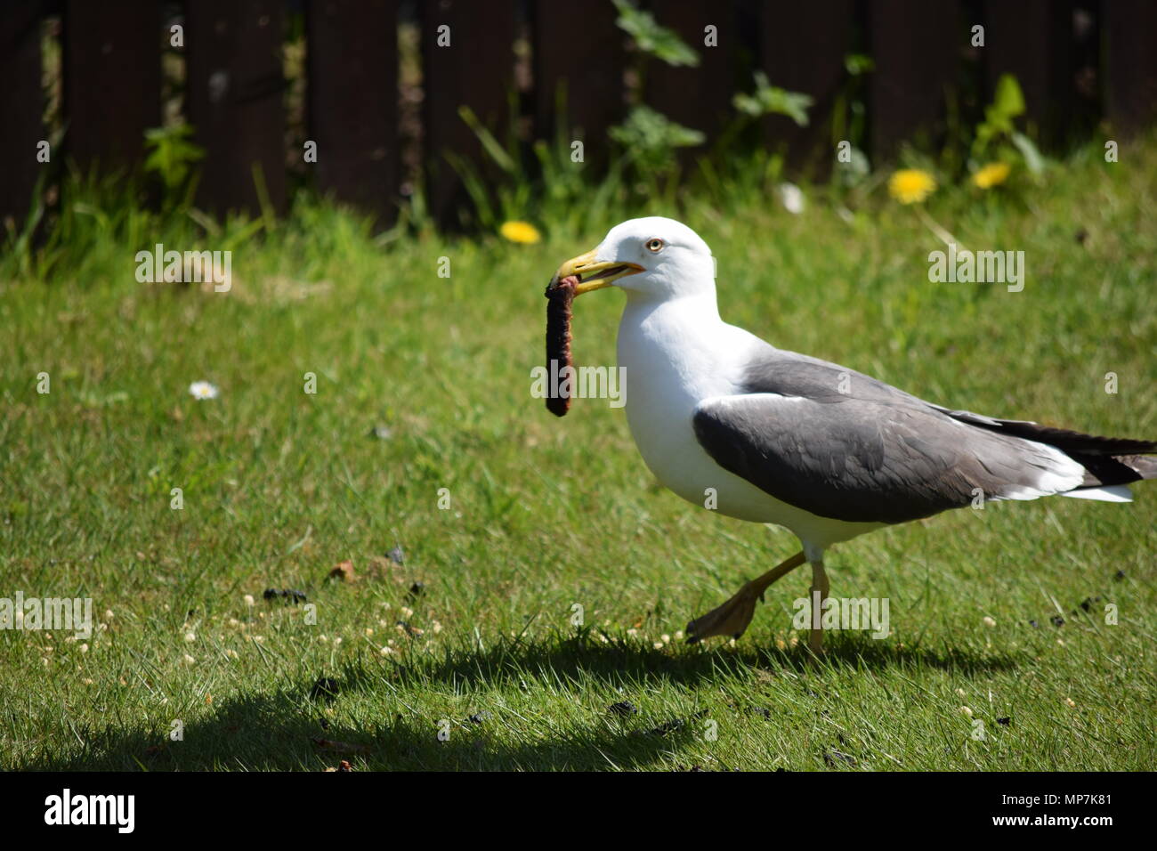 highland cow with calf,loch tay Scotland,seagull eating a link sausage in my back garden,falkirk