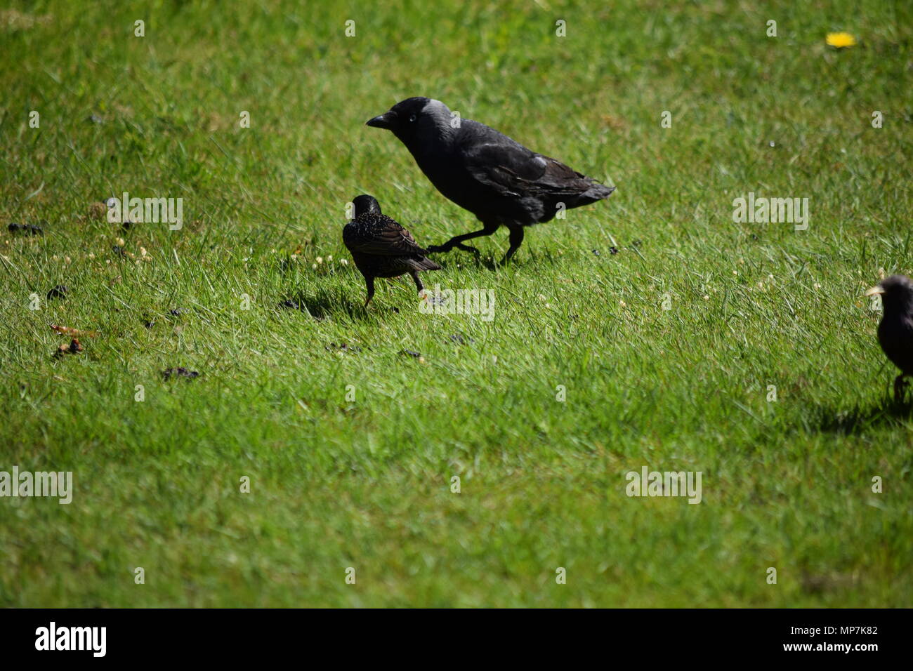 highland cow with calf,loch tay Scotland,seagull eating a link sausage in my back garden,falkirk