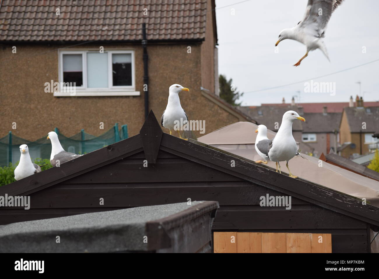 highland cow with calf,loch tay Scotland,seagull eating a link sausage in my back garden,falkirk