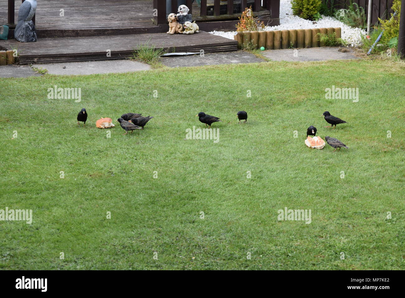 highland cow with calf,loch tay Scotland,seagull eating a link sausage in my back garden,falkirk