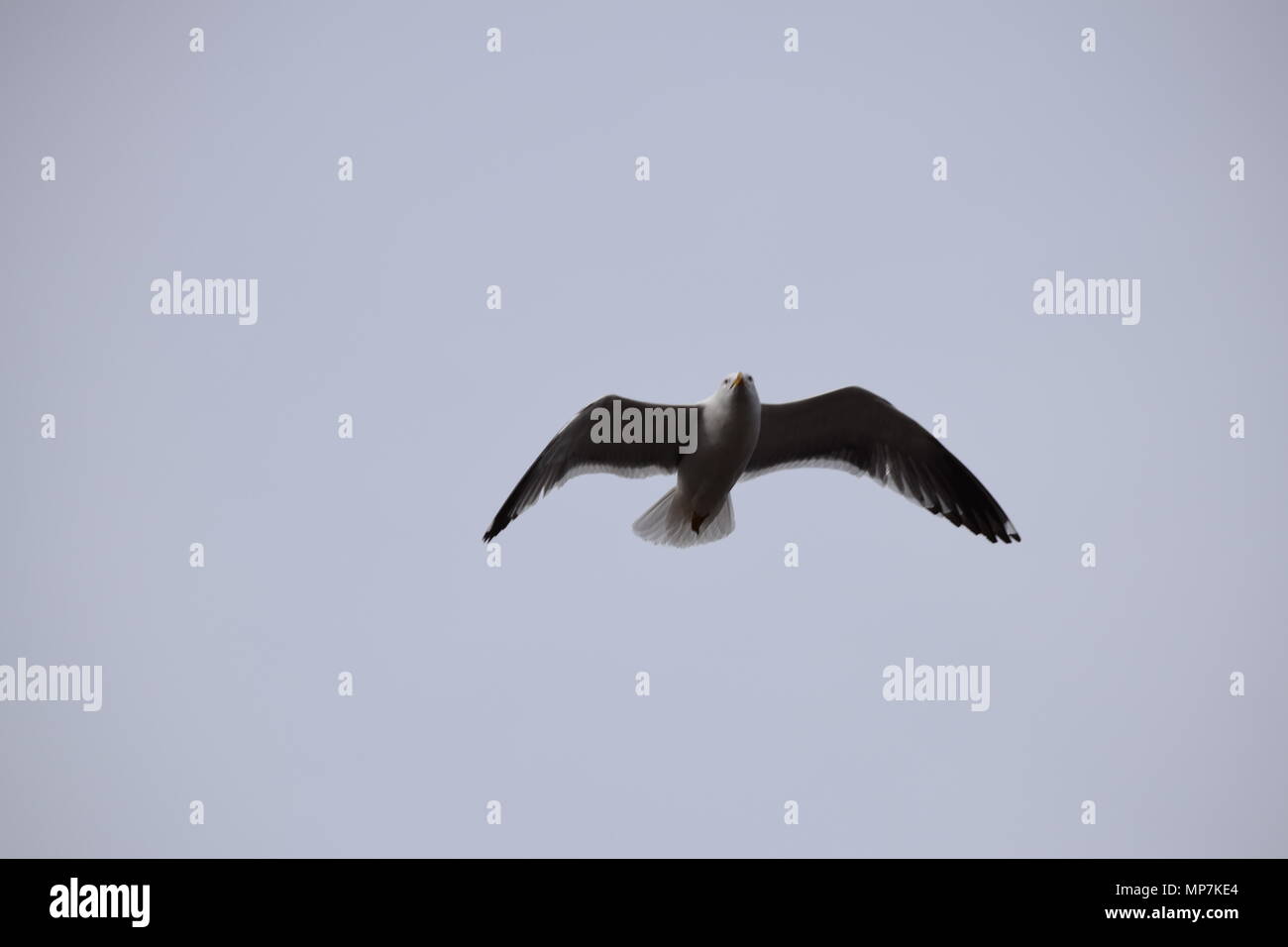 highland cow with calf,loch tay Scotland,seagull eating a link sausage in my back garden,falkirk