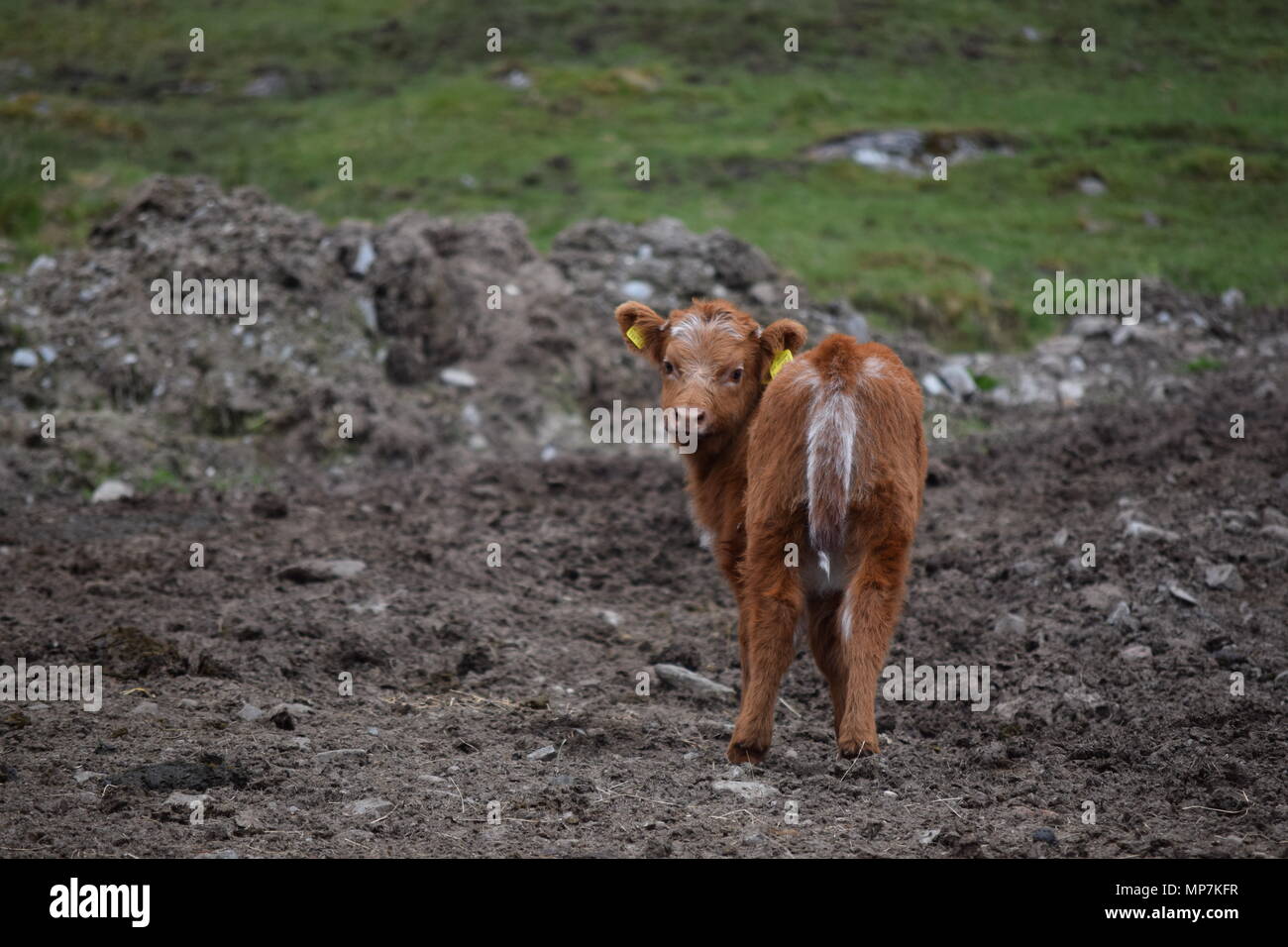 highland cow with calf,loch tay Scotland,seagull eating a link sausage in my back garden,falkirk