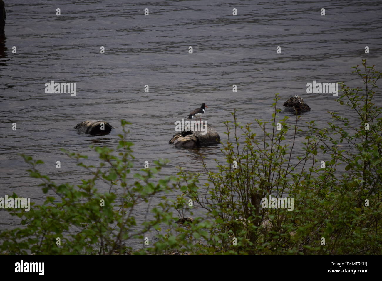 highland cow with calf,loch tay Scotland,seagull eating a link sausage in my back garden,falkirk