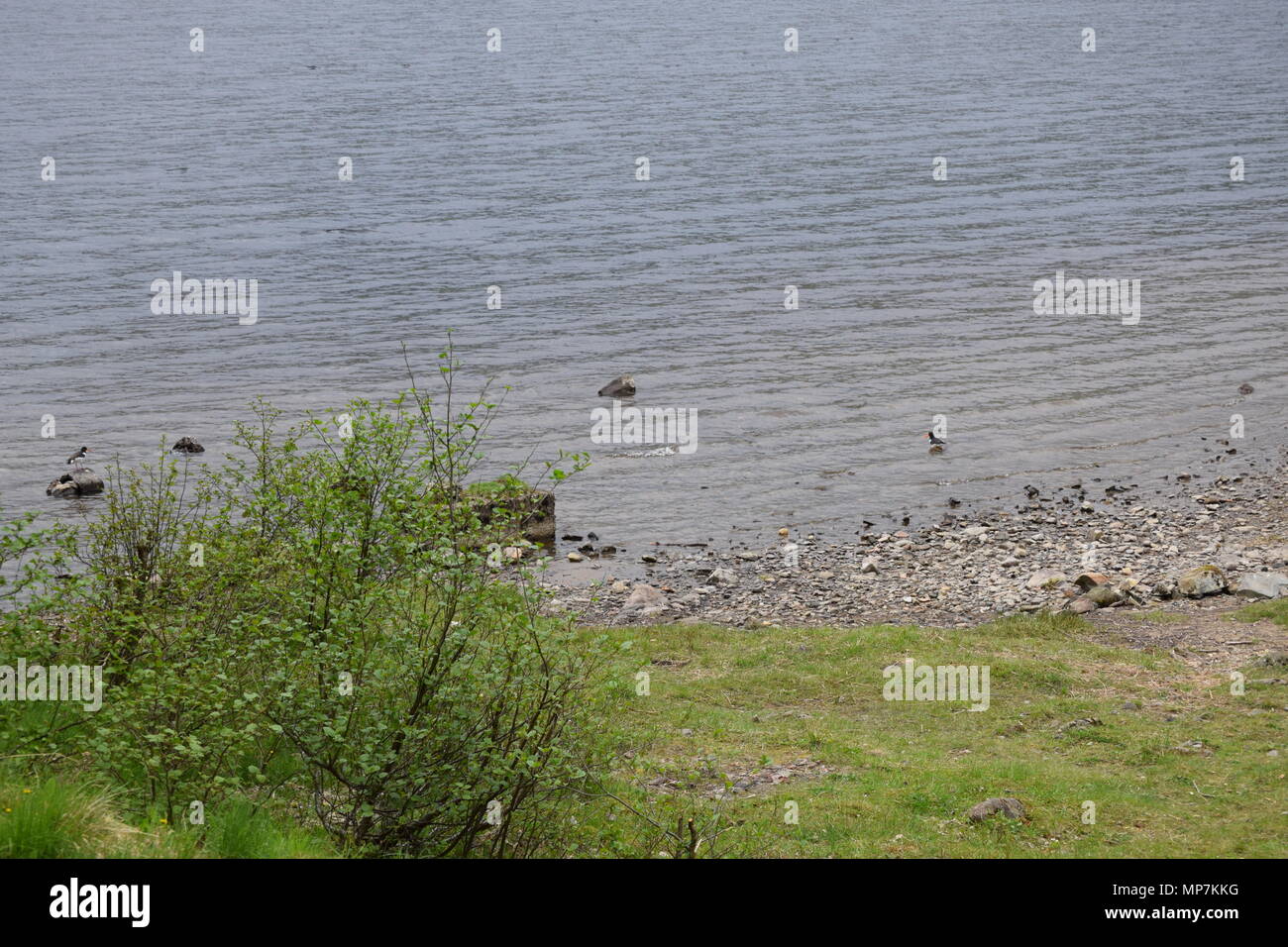 highland cow with calf,loch tay Scotland,seagull eating a link sausage in my back garden,falkirk