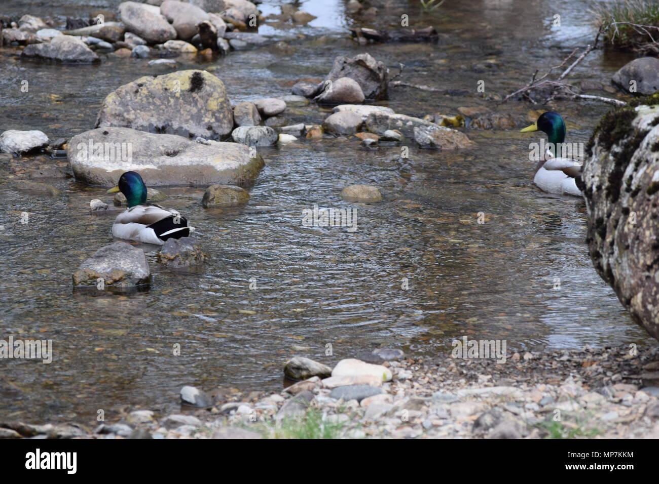 highland cow with calf,loch tay Scotland,seagull eating a link sausage in my back garden,falkirk
