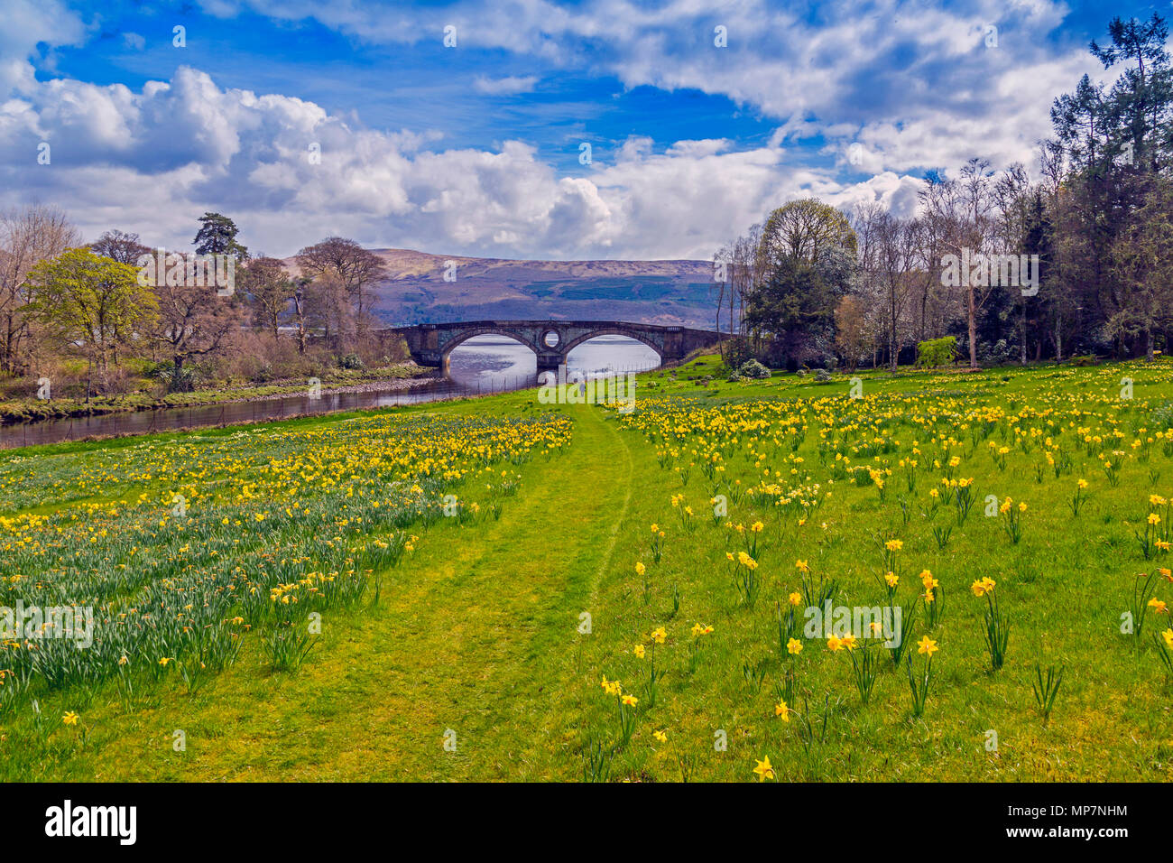 Spring daffodils, Loch Fyne, the River Aray and Inveraray bridge from the grounds of Inveraray Castle, Argyll & Bute, Scotland, UK Stock Photo