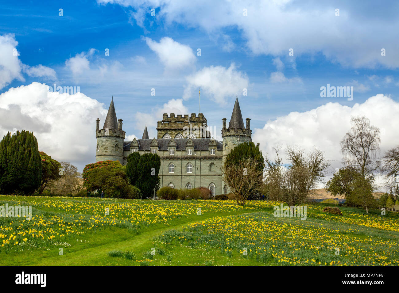 Daffodils in the grounds of historic Inveraray Castle, seat of the Clan Campbell, which stands on the shores of Loch Fyne, Argyll & Bute, Scotland, UK Stock Photo