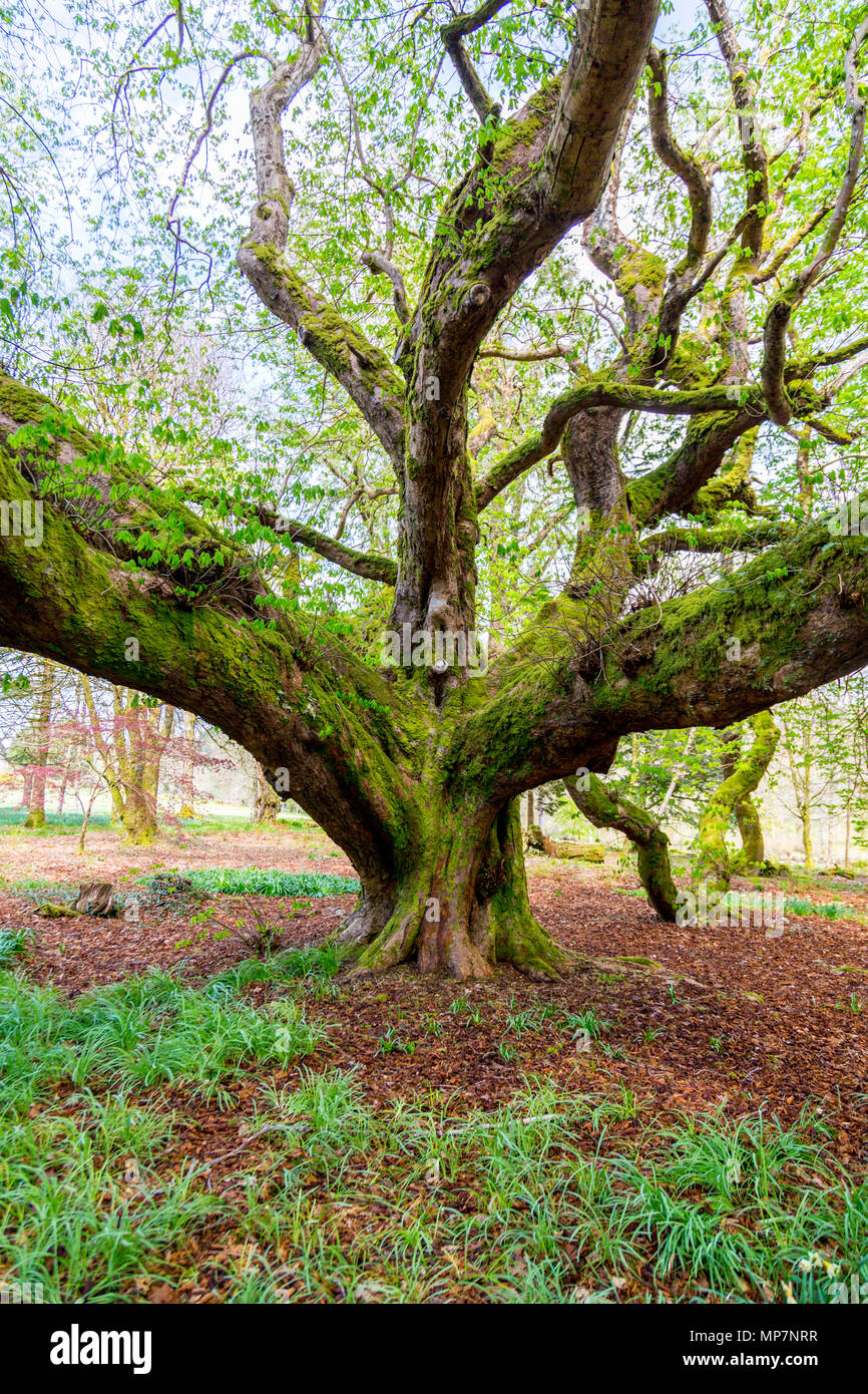 An ancient horse chestnut tree (Aesculus hippocastanum) with branches covered in moss in the grounds of Inveraray Castle, Argyll & Bute, Scotland, UK Stock Photo