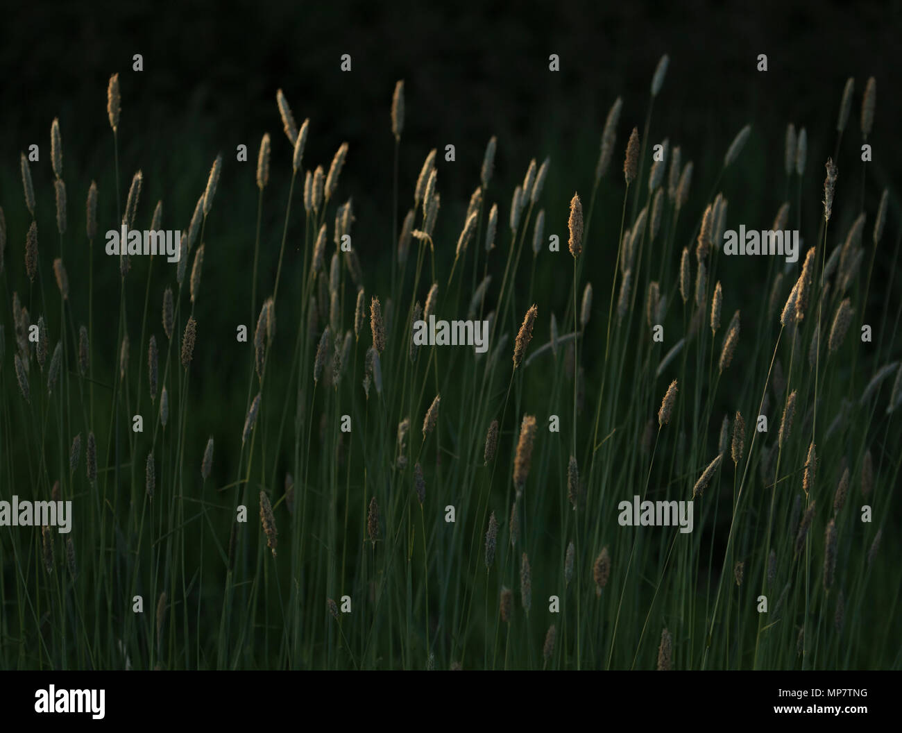 Meadow Foxtail Grass in sunlight Stock Photo