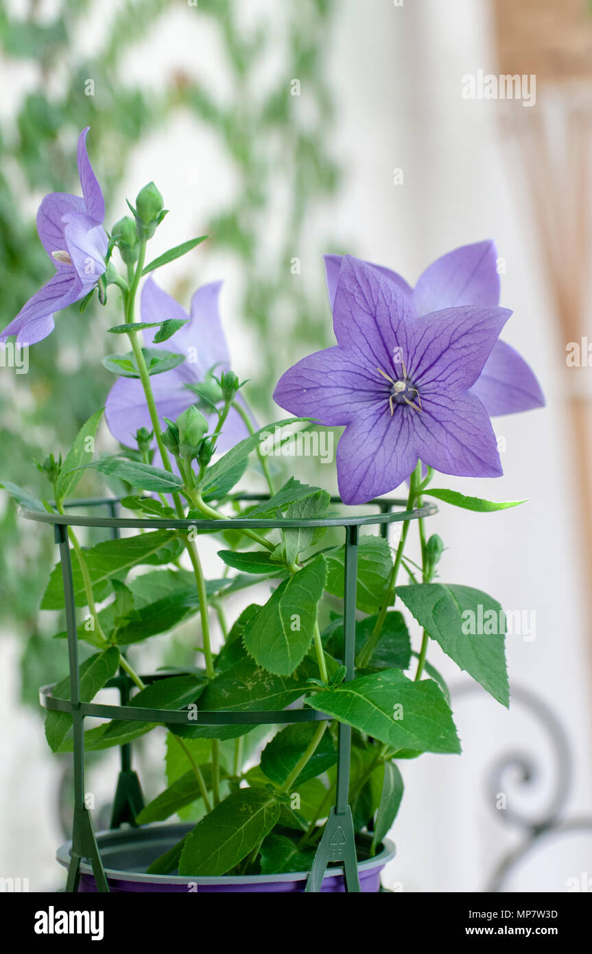 balloon flowers