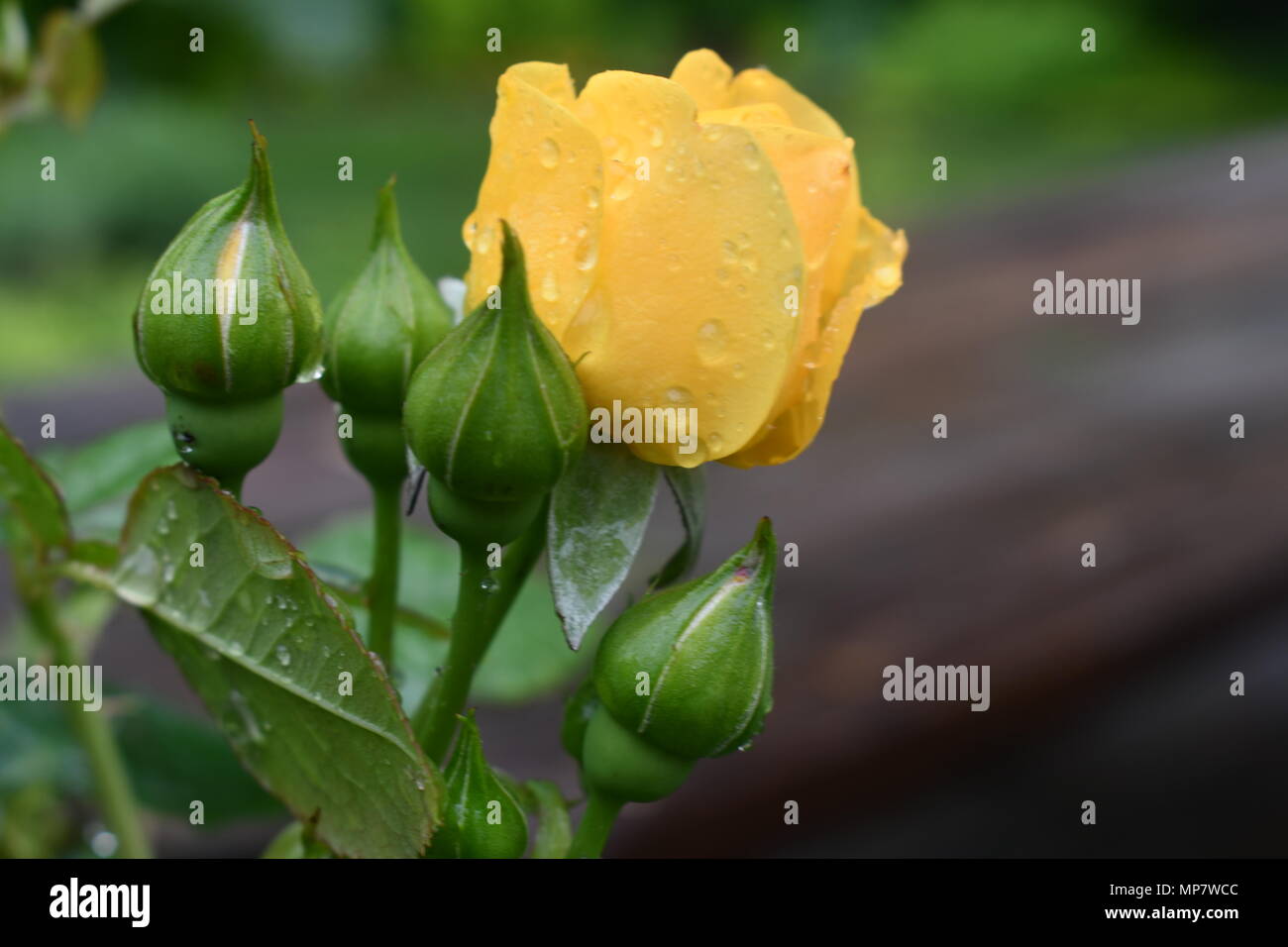 Julia child yellow rose hi-res stock photography and images - Alamy