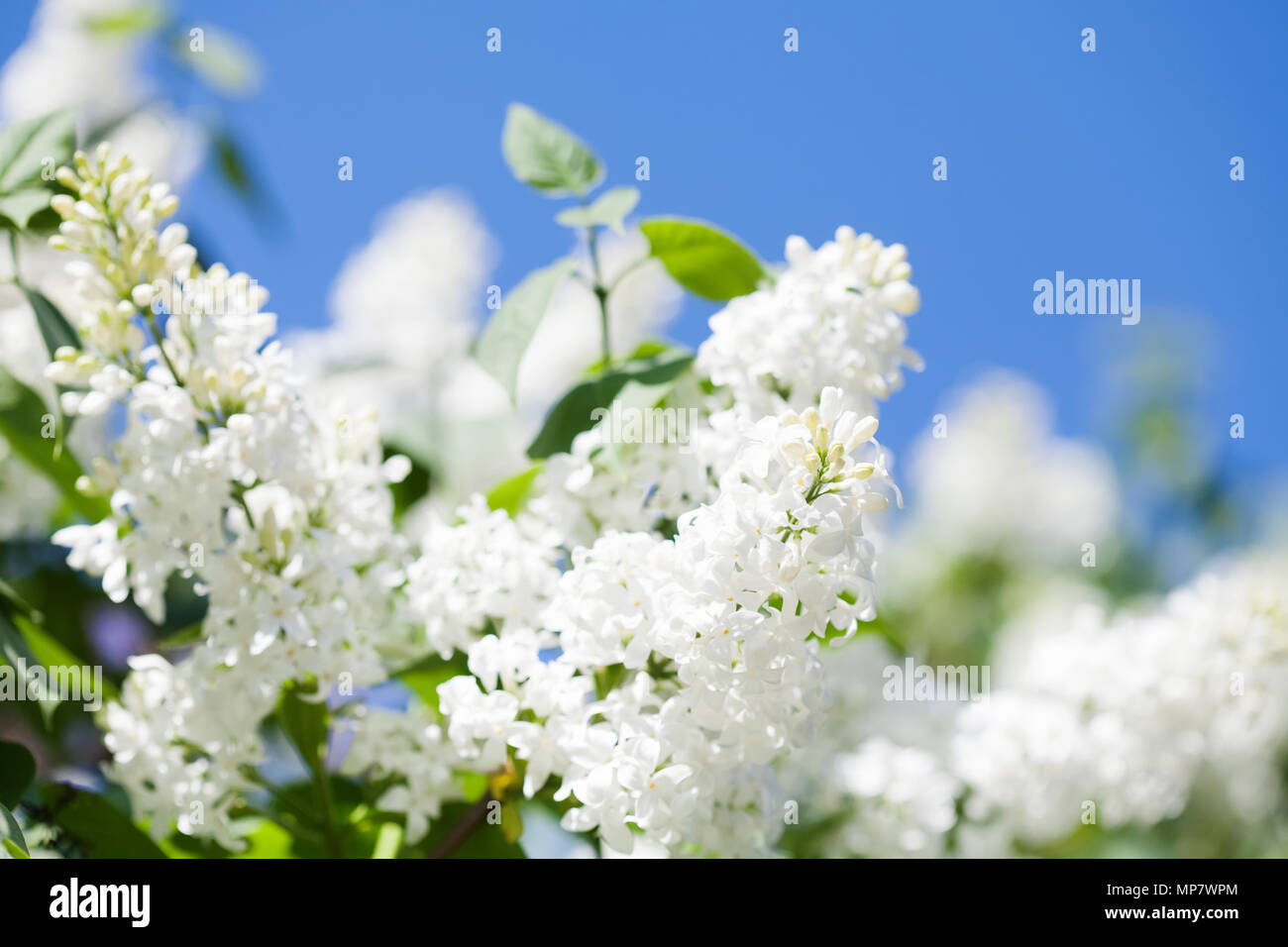 Beautiful spring time floral background with blossoming common Syringa vulgaris lilacs bush white cultivar. Springtime landscape with bunch of tender flowers. lily-white blooming plants background against blue sky. Sof focus Stock Photo