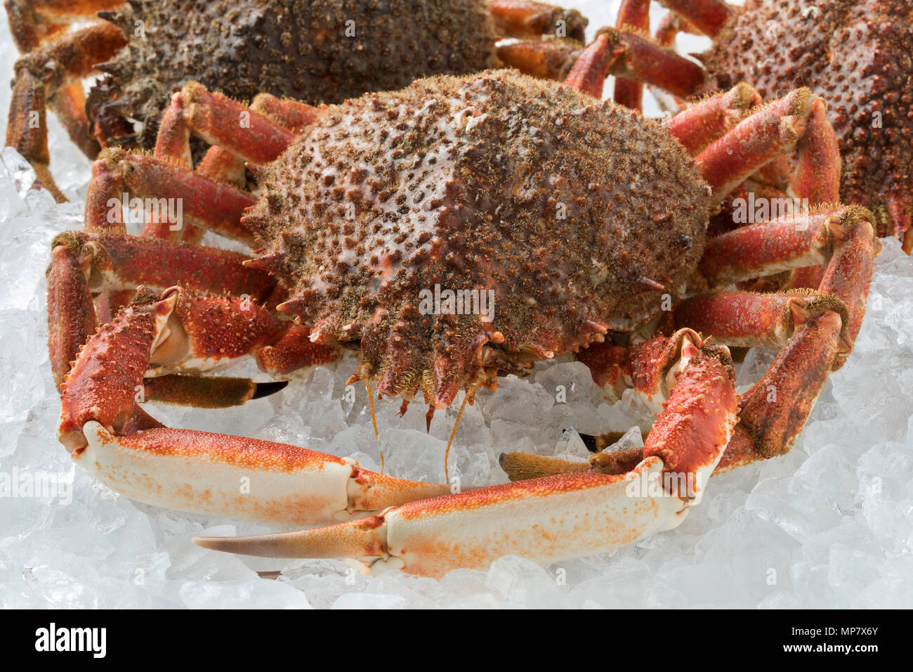 Spider crab for sale hi-res stock photography and images - Alamy
