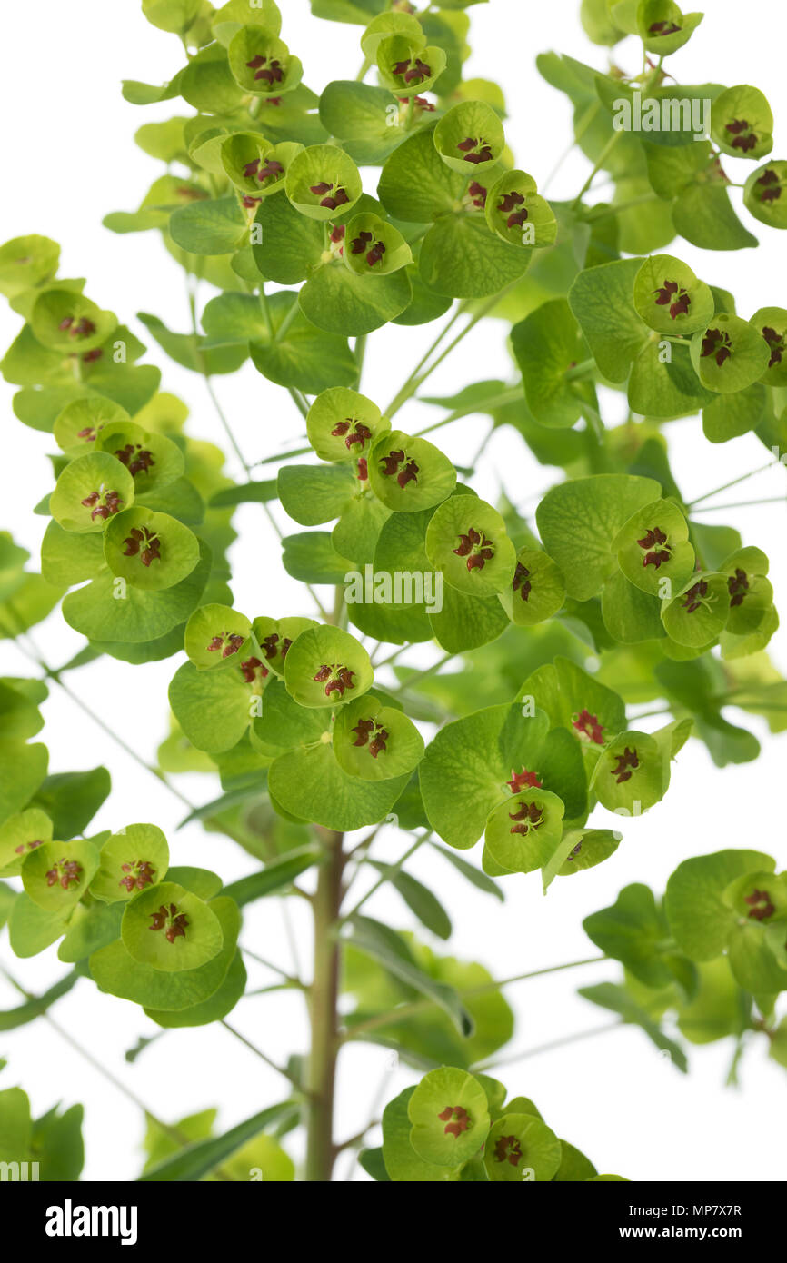 Euphorbia martinii flowers close up Stock Photo