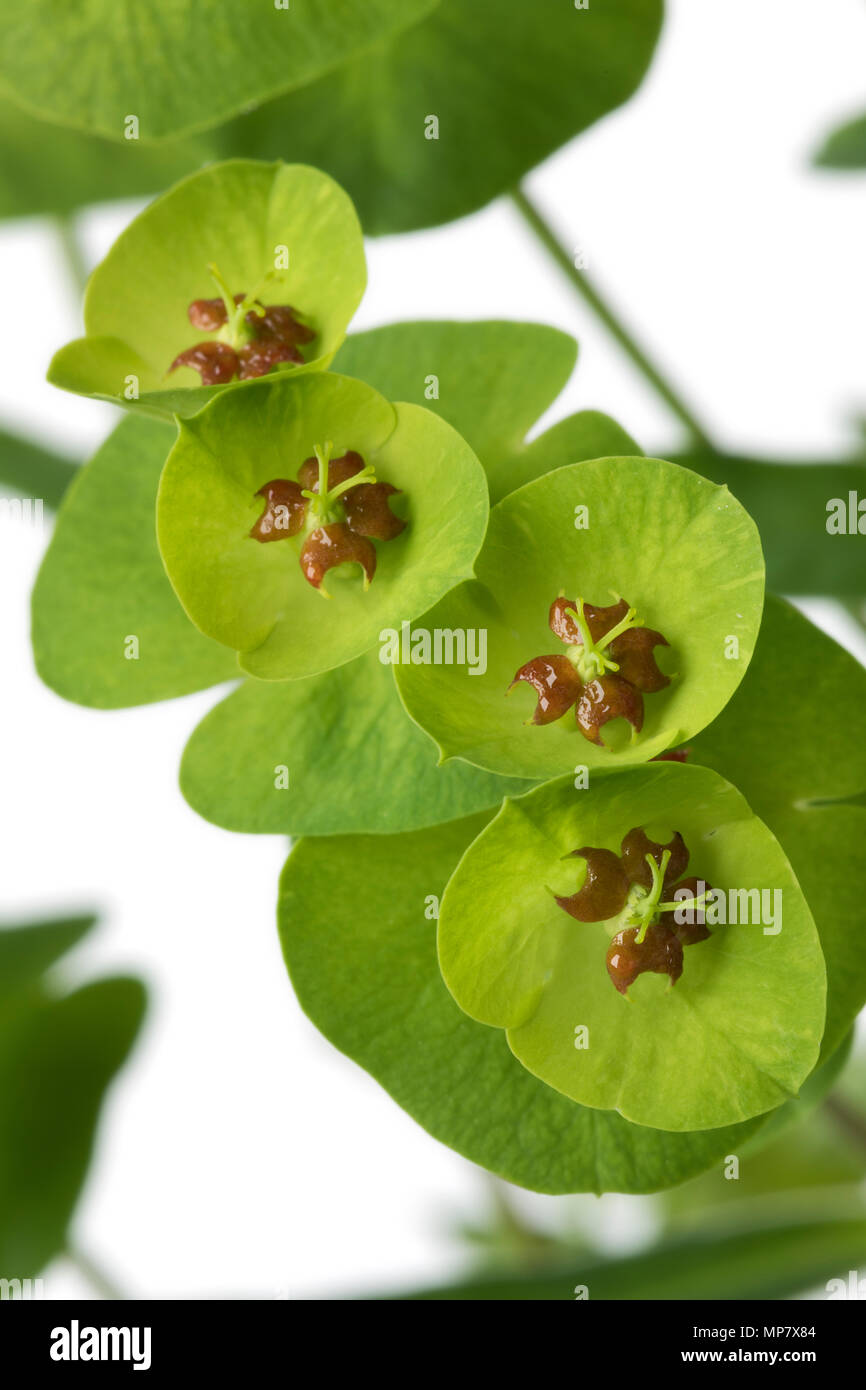 Green Euphorbia martinii flowers close up Stock Photo