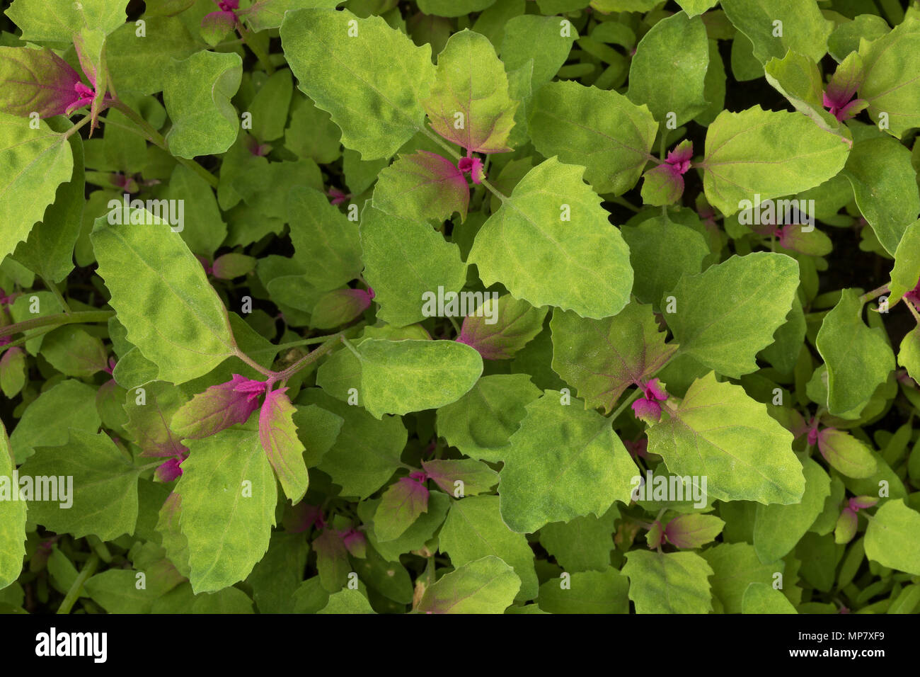 Close up of colorful fresh young raw heirloom tree spinach full frame Stock Photo