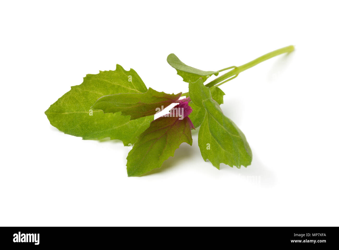 Colorful fresh young raw heirloom tree spinach leaf isolated on white background Stock Photo
