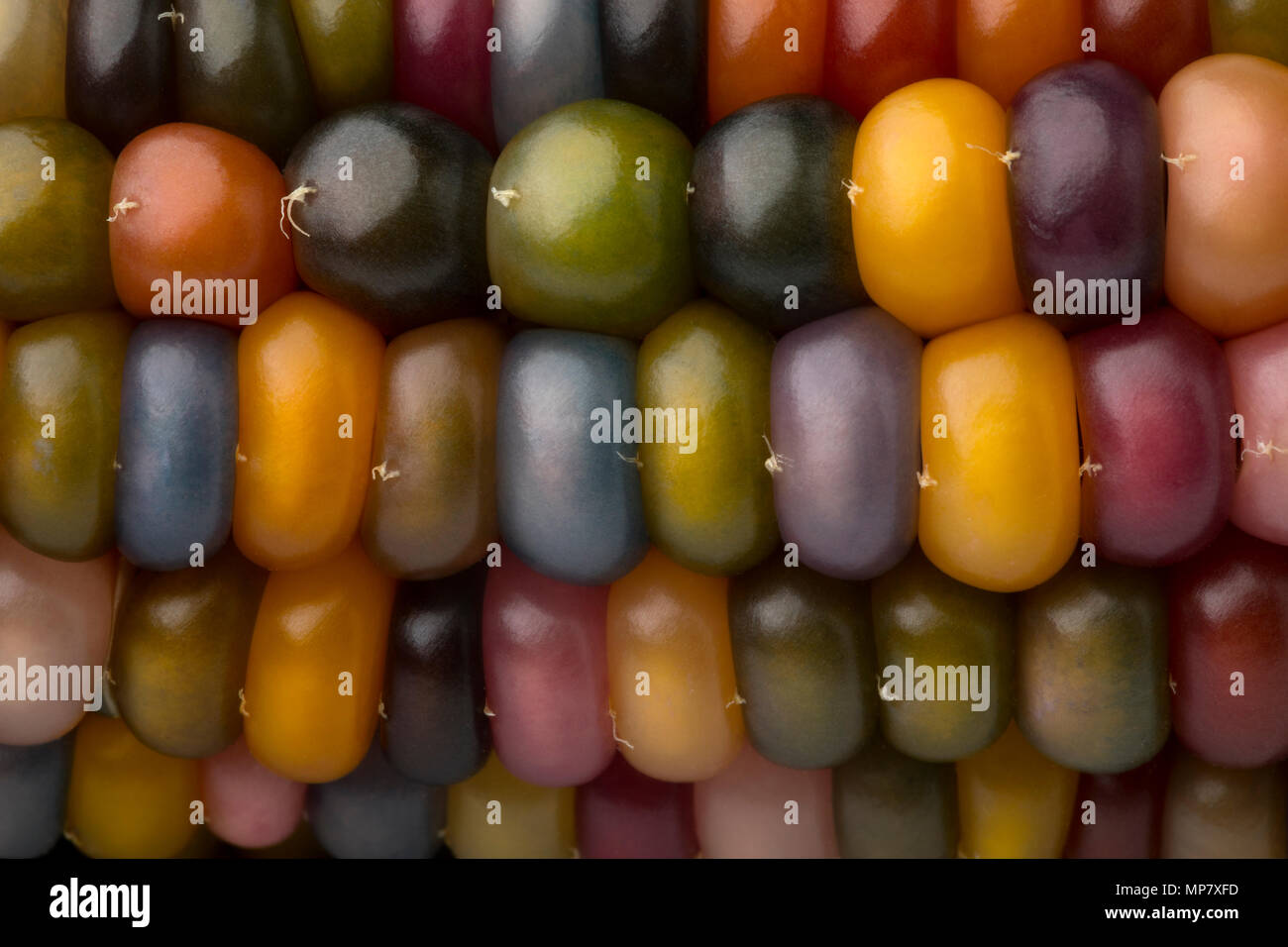 Close up of fresh raw colorful gem glass corn on cob full frame Stock Photo