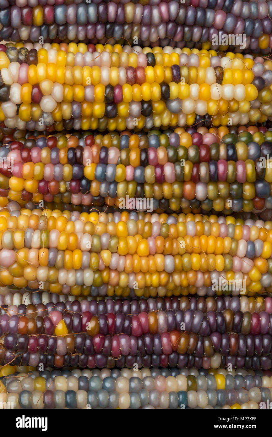Close up of fresh raw variety of colorful gem glass corn on cob full frame Stock Photo