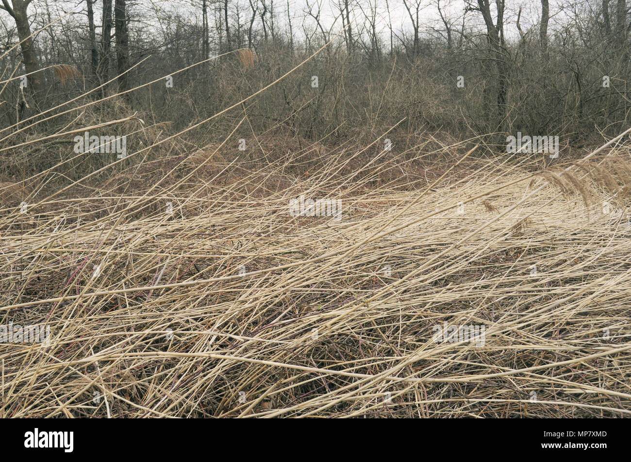 Dried grass and woods hi-res stock photography and images - Alamy