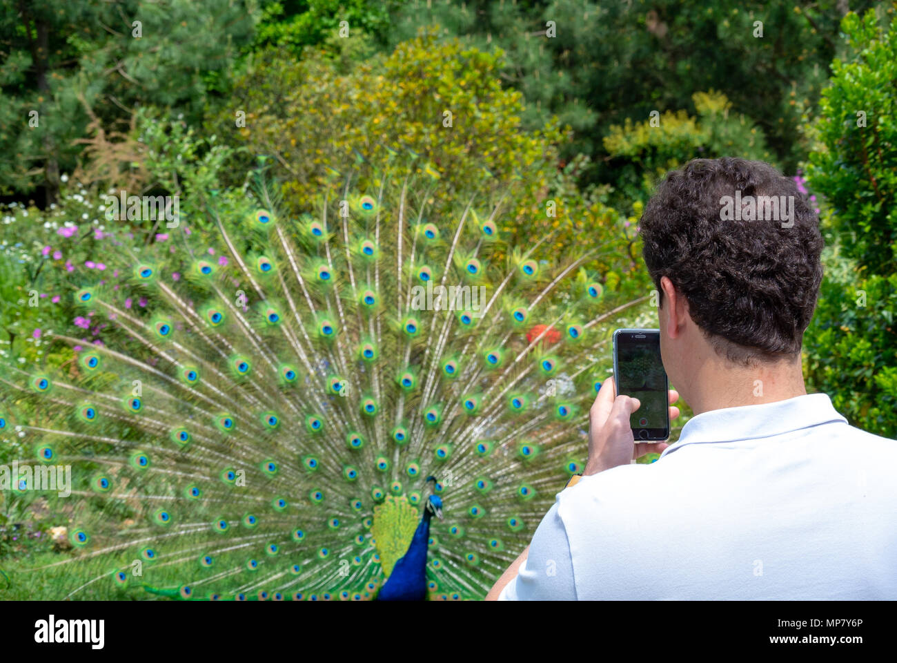 Bagatelle Park, Paris, France, Caucasian taking a photo of a peacock with his mobile phone, Stock Photo