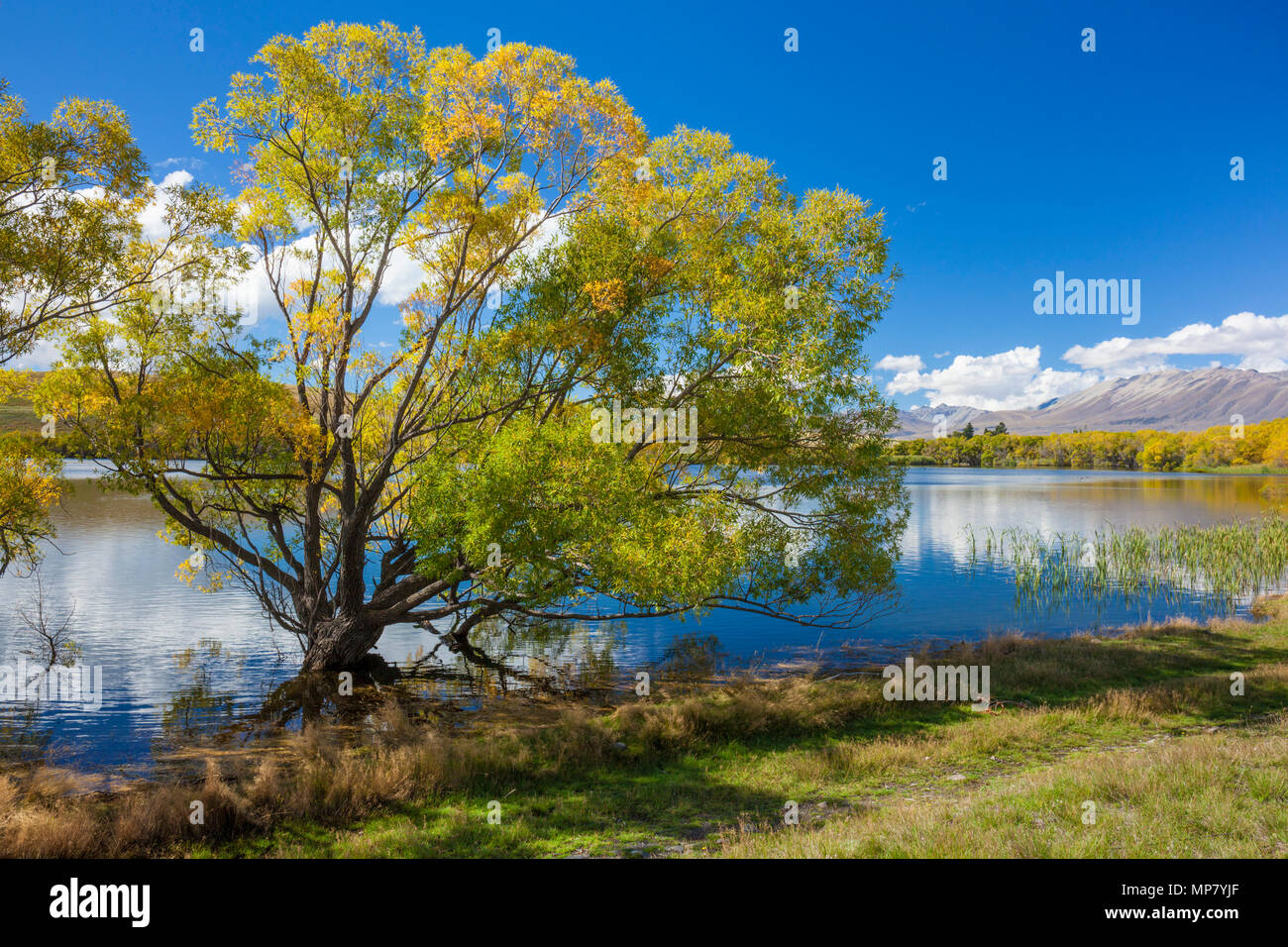 Lake Mcgregor near tekapo New Zealand South Island new zealand lanscape lake shore canterbury region mackenzie district New Zealand south island nz Stock Photo