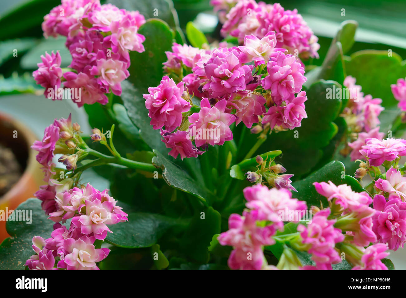 Kalanchoe, potted plant with small pink flowers and thick leaves, potted flower Kalanchoe Stock Photo