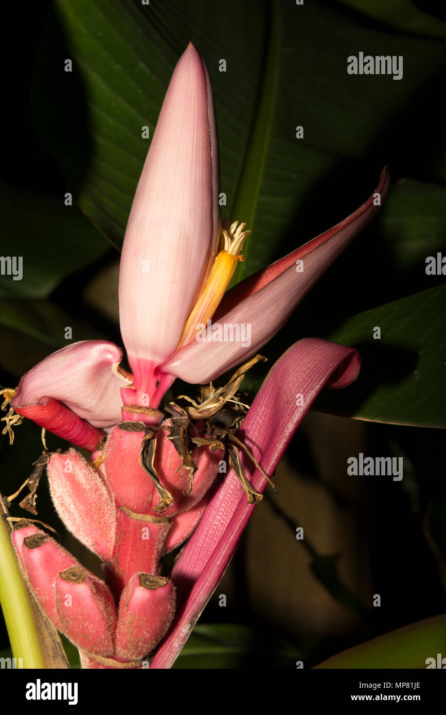 Pink Banana (Musa velutina) Stock Photo