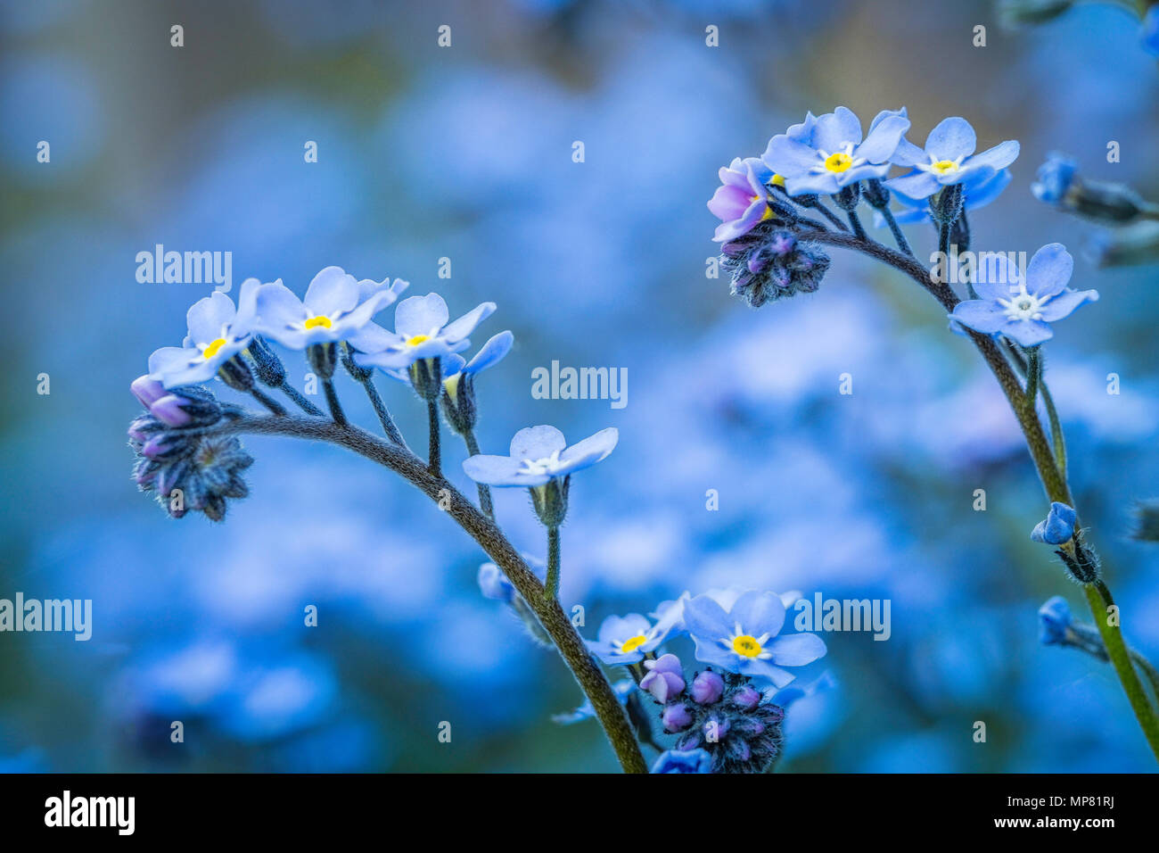 Forget-me-not flowers grow in clumps. Stock Photo