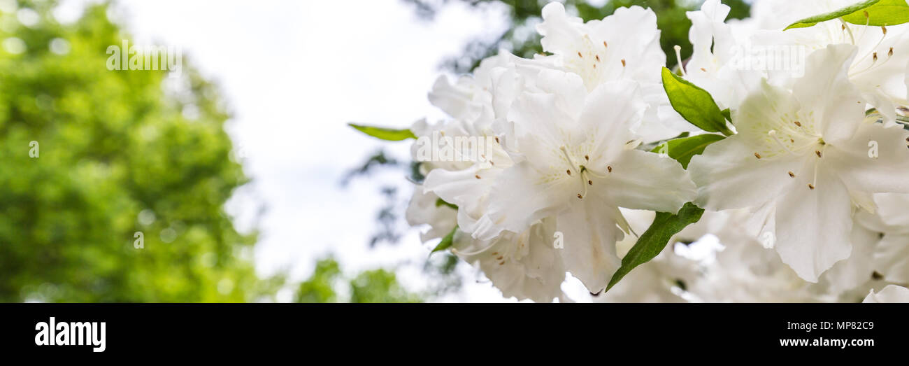 Beautiful white Azalea banner Stock Photo