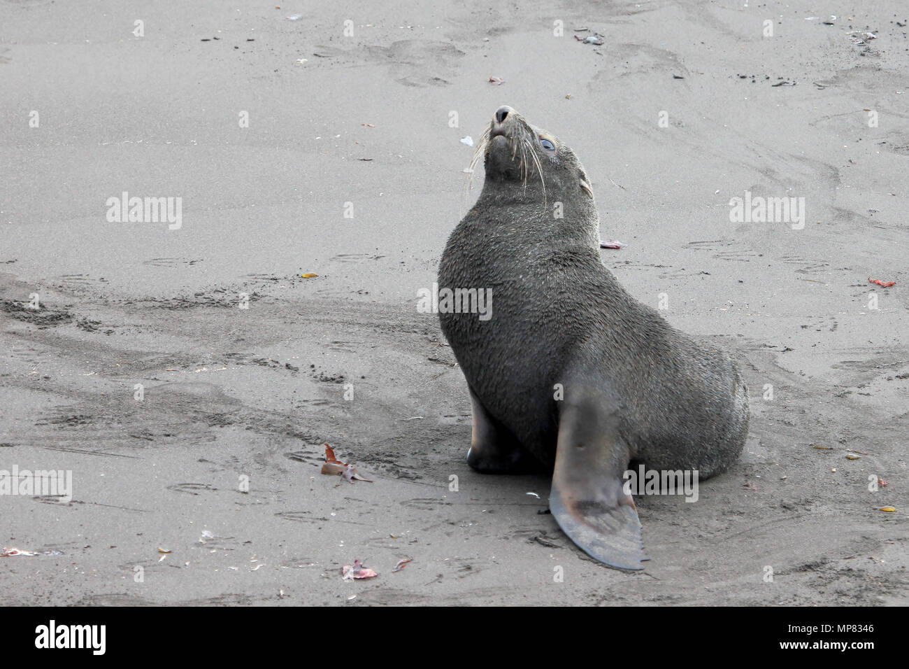 Antarctic fur seal, arctocephalus gazella, Antarctica Stock Photo