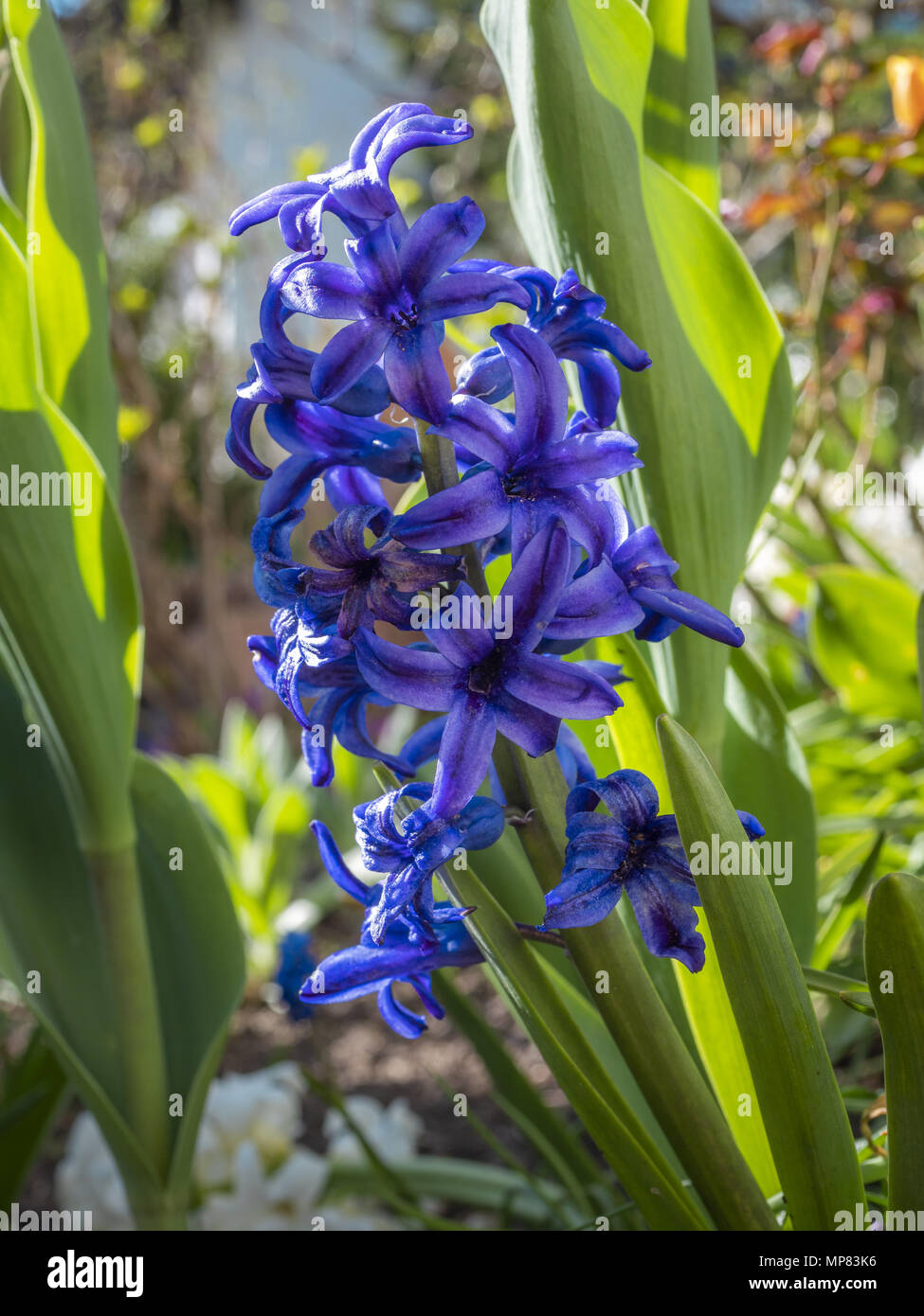 Blue garden hyacinth Stock Photo - Alamy