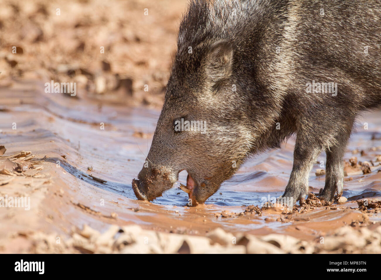 A large javelina searching for water in southern Arizona, USA Stock