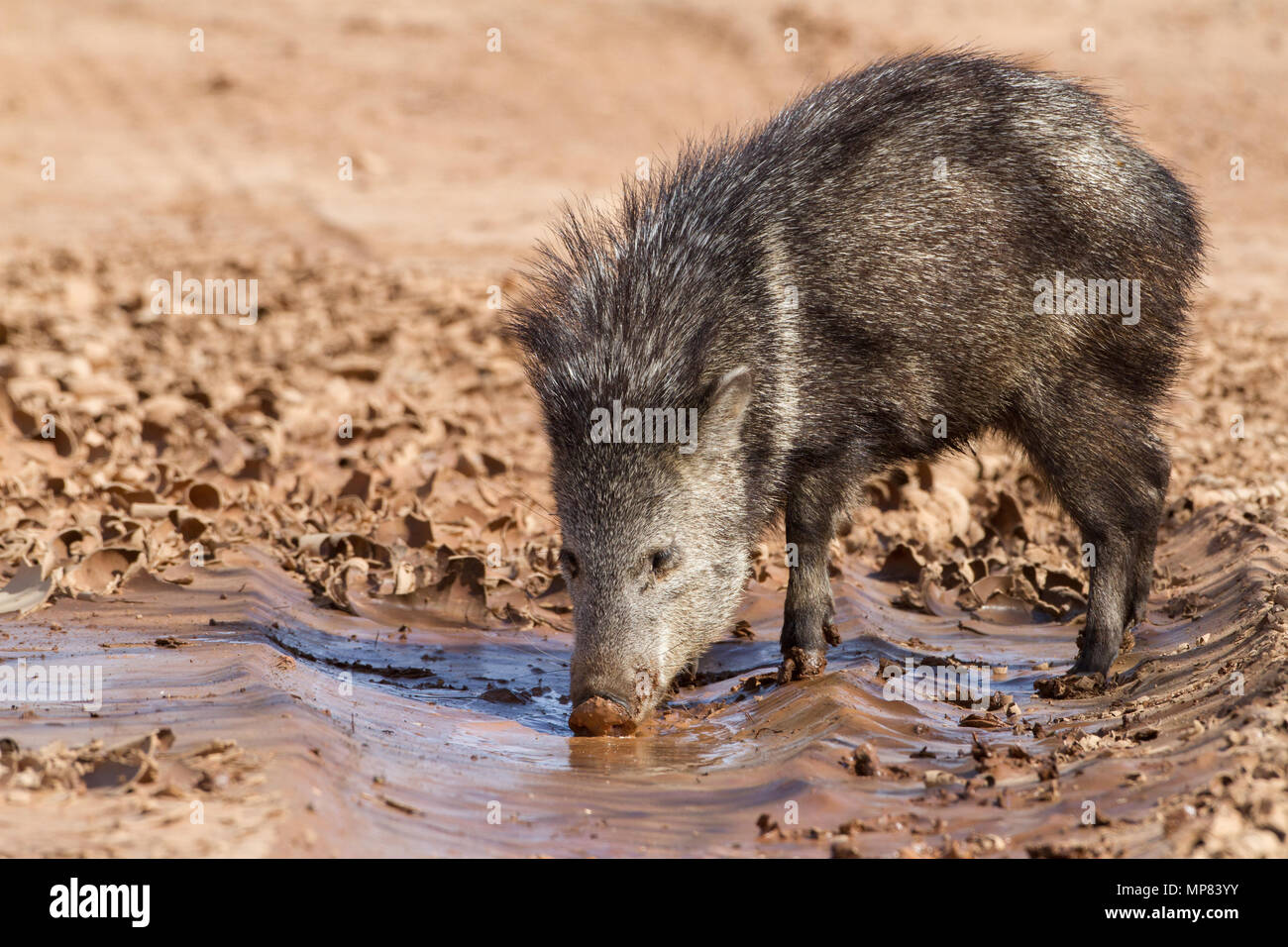 A large javelina searching for water in southern Arizona, USA. Stock Photo