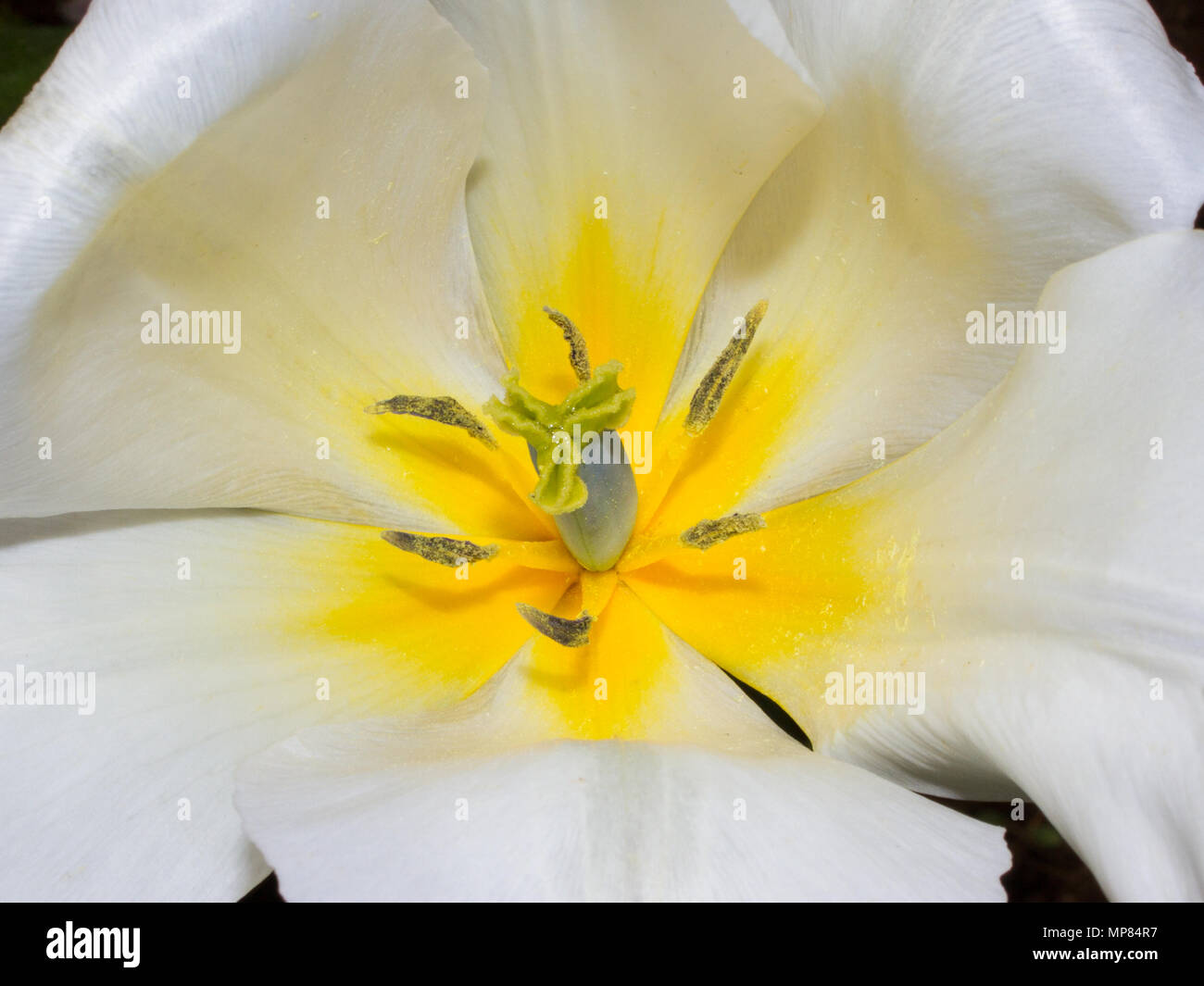 Yellow and white flower showing flower parts. Stock Photo