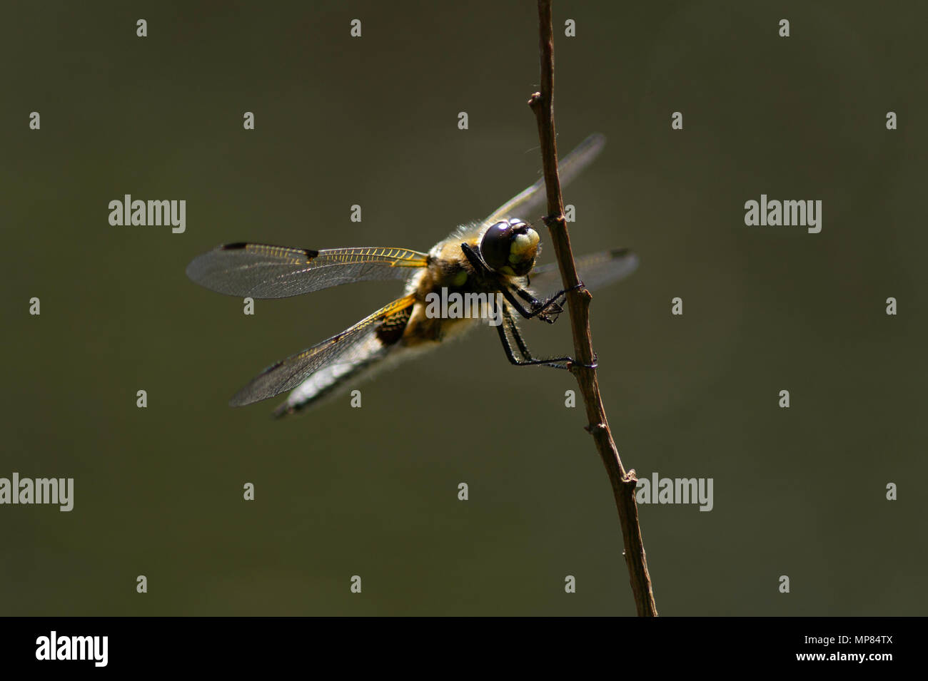A Four Spotted Chaser beside the ponds at Hengistbury Head Nature Reserve in early summer. Stock Photo