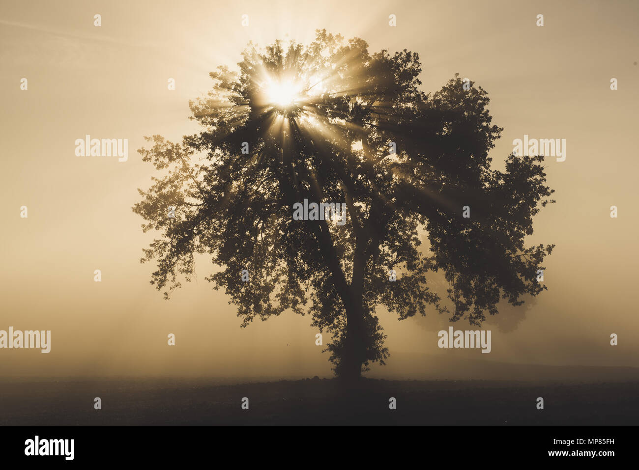 Single tree in the fog Stock Photo - Alamy
