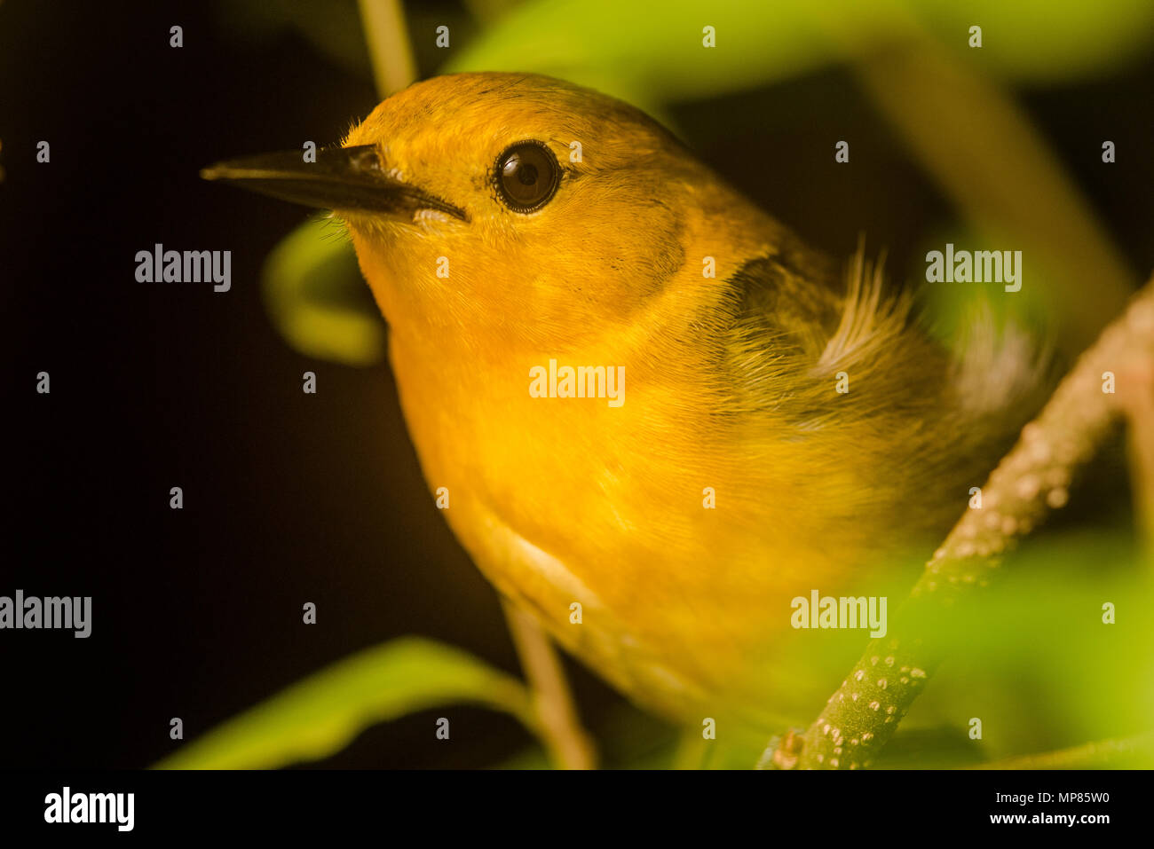 A prothonotary warbler (Protonotaria citrea) that was spending the night perched on a branch in a wetland. Stock Photo