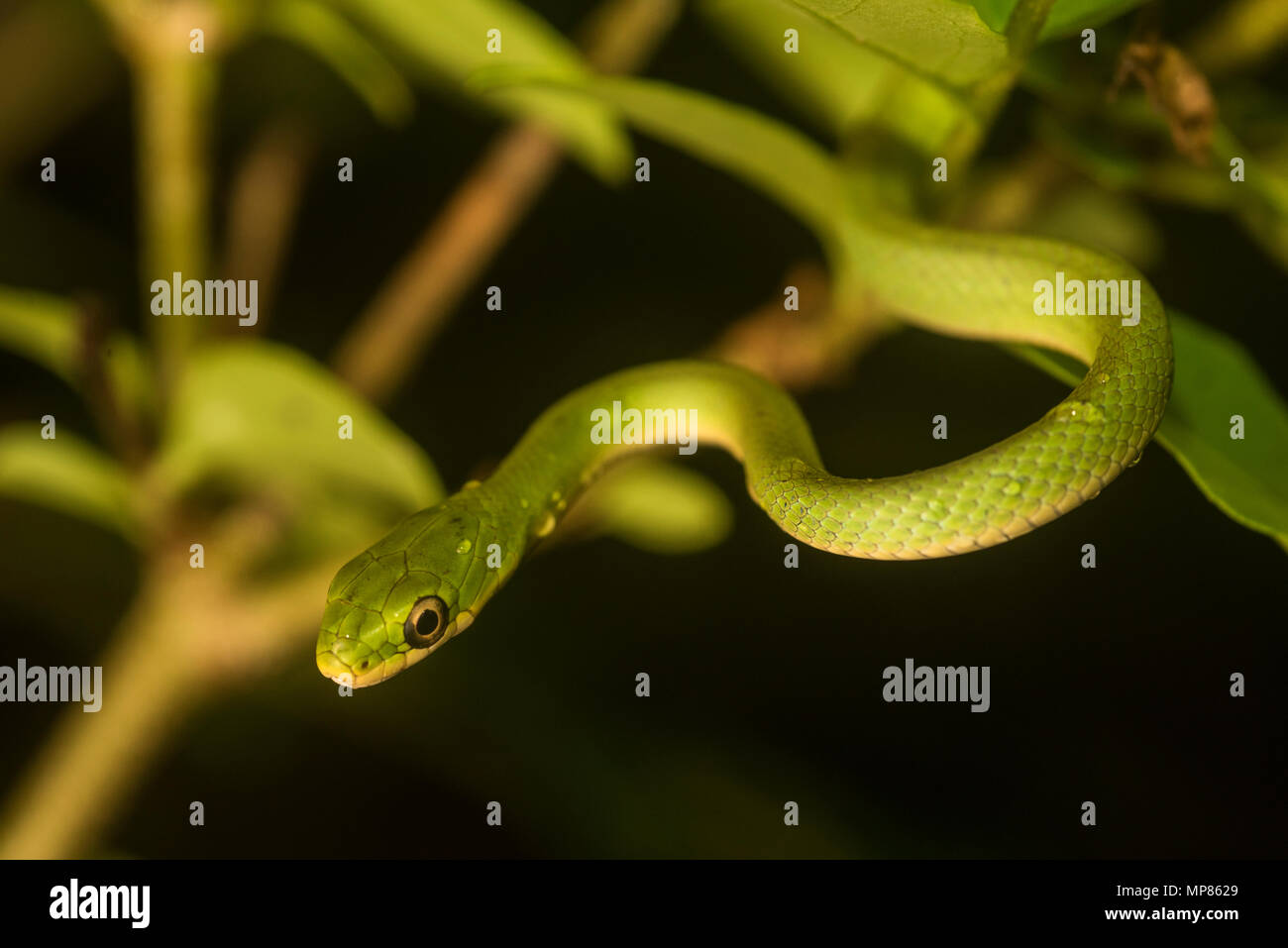 A rough green snake (Opheodrys aestivus) hidden in the bushes in a North Carolinean forest. Stock Photo