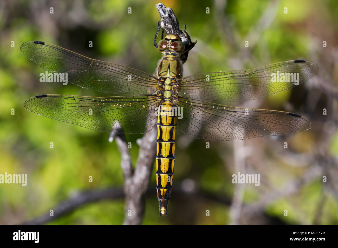 A yellow dragonfly, a female Ruddy darter, Sympetrum sanguineum, resting on a branch Stock Photo