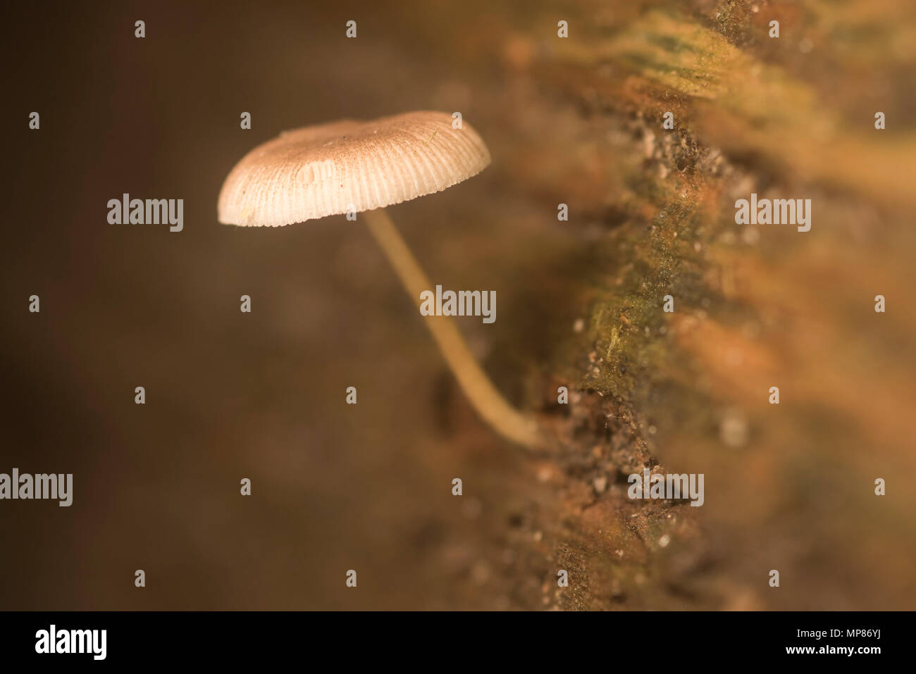 A small unidentified mushroom grows out of a rotten log. Stock Photo