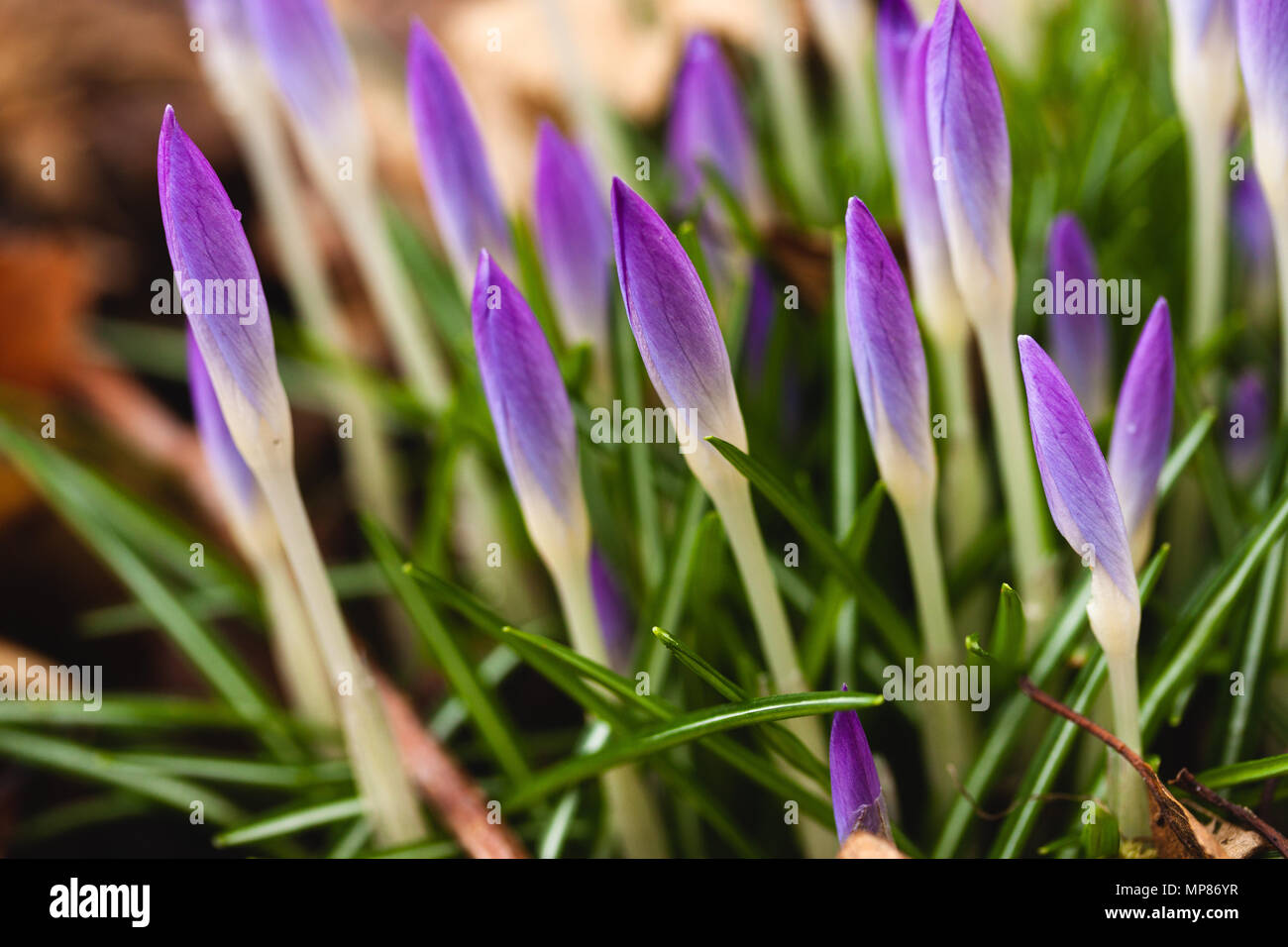 Green grass purple flowers in hi-res stock photography and images - Alamy