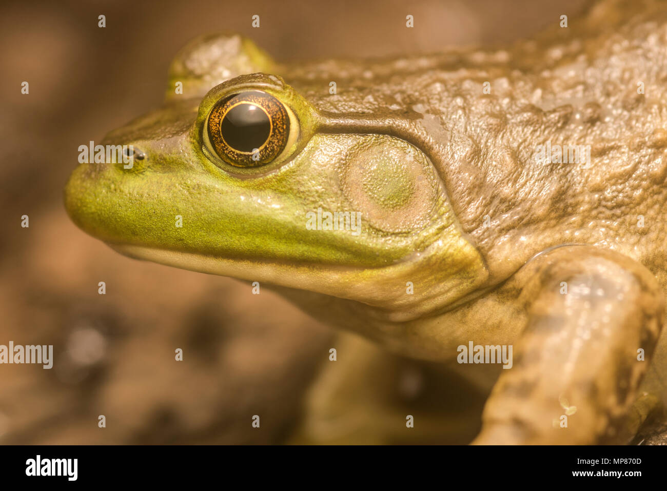 An american bullfrog (Lithobates catesbeianus) from North Carolina. Similar to green frogs, the best way to tell it apart is the dorsolateral fold. Stock Photo