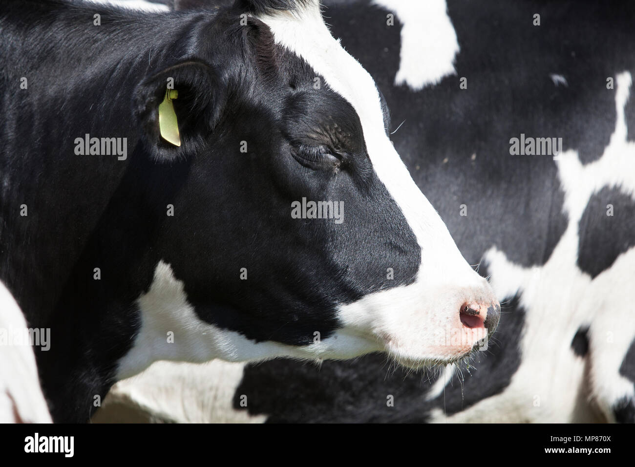 young black and white cow head and body Stock Photo