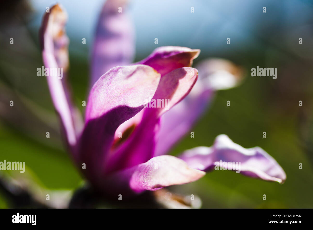 Green grass purple flowers in hi-res stock photography and images - Alamy