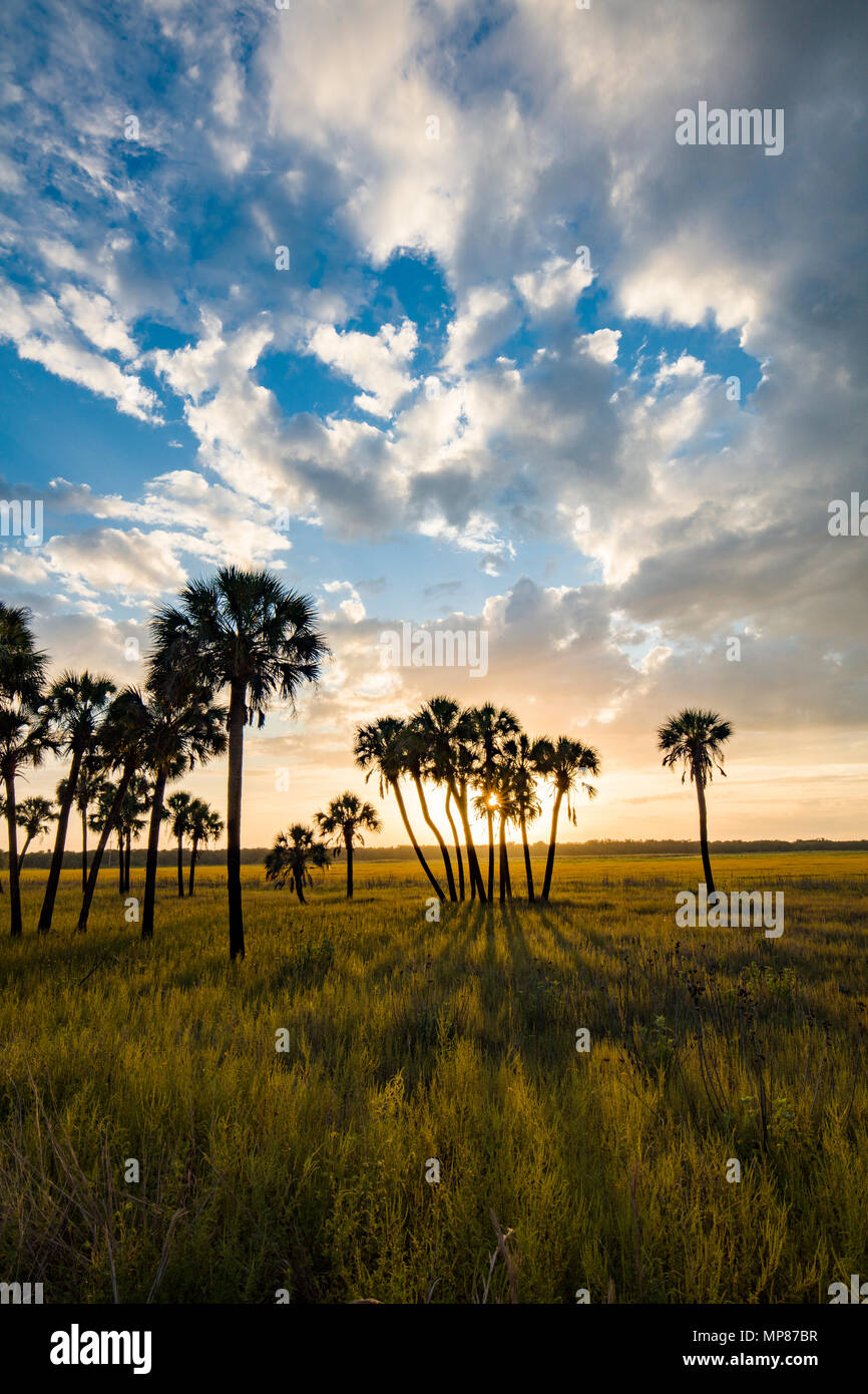 Late afternoon sun casting shadows from palm trees in Myakka River State Park in Sarasota Florida Stock Photo